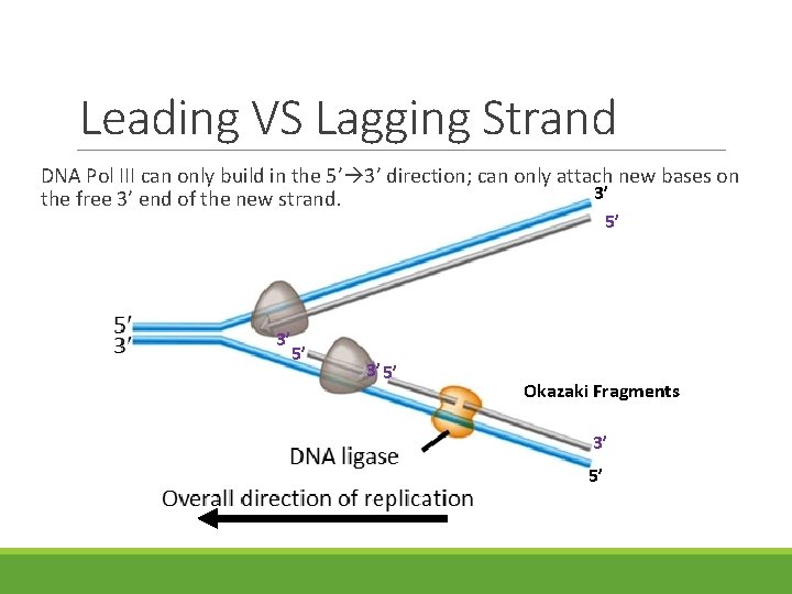 Leading VS Lagging Strand DNA Pol III can only build in the 5’ 3’ Leading VS Lagging Strand DNA Pol III can only build in the 5’ 3’