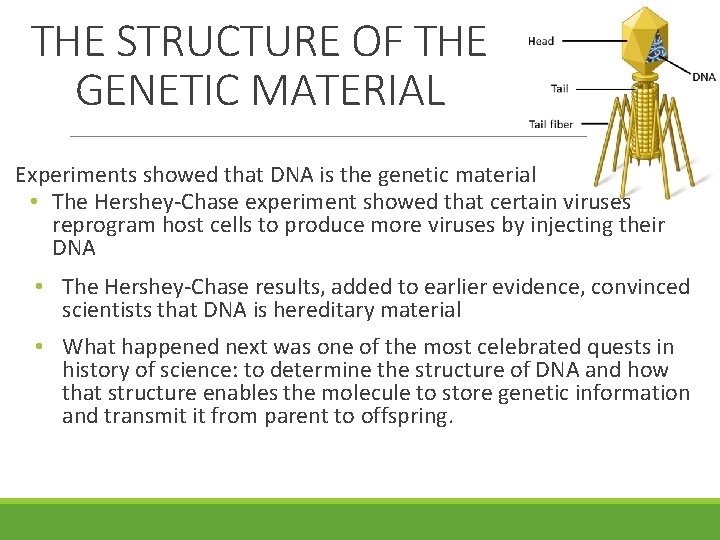 THE STRUCTURE OF THE GENETIC MATERIAL Experiments showed that DNA is the genetic material THE STRUCTURE OF THE GENETIC MATERIAL Experiments showed that DNA is the genetic material