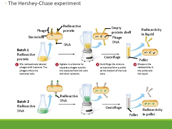 ◦ The Hershey-Chase experiment Phage Radioactive protein Bacterium DNA Batch 1 Radioactive protein 1 ◦ The Hershey-Chase experiment Phage Radioactive protein Bacterium DNA Batch 1 Radioactive protein 1