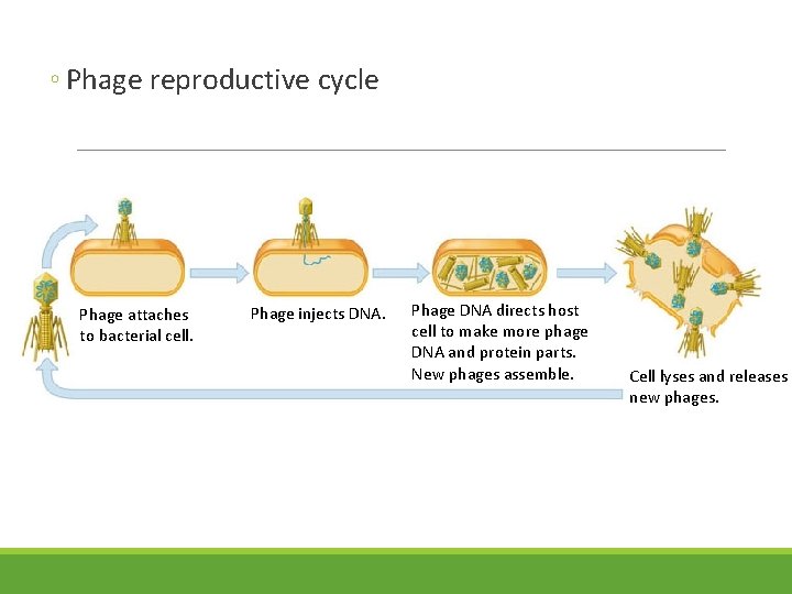 ◦ Phage reproductive cycle Phage attaches to bacterial cell. Phage injects DNA. Phage DNA ◦ Phage reproductive cycle Phage attaches to bacterial cell. Phage injects DNA. Phage DNA