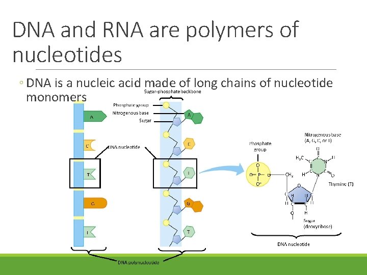 DNA and RNA are polymers of nucleotides ◦ DNA is a nucleic acid made DNA and RNA are polymers of nucleotides ◦ DNA is a nucleic acid made