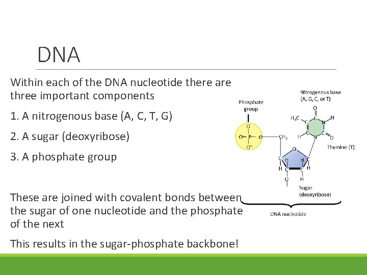 DNA Within each of the DNA nucleotide there are three important components 1. A DNA Within each of the DNA nucleotide there are three important components 1. A