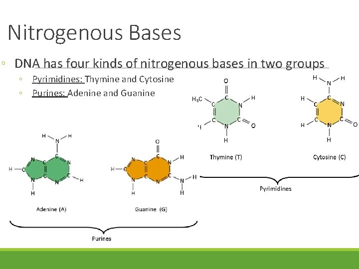 Nitrogenous Bases ◦ DNA has four kinds of nitrogenous bases in two groups ◦ Nitrogenous Bases ◦ DNA has four kinds of nitrogenous bases in two groups ◦