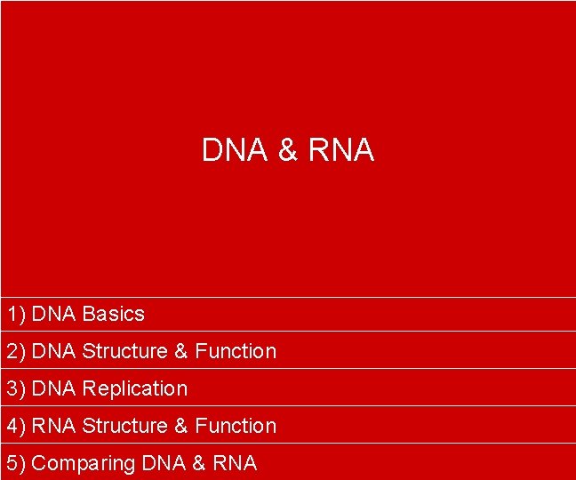 DNA & RNA 1) DNA Basics 2) DNA Structure & Function 3) DNA Replication