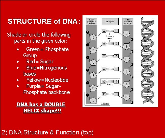 STRUCTURE of DNA: Shade or circle the following parts in the given color: •