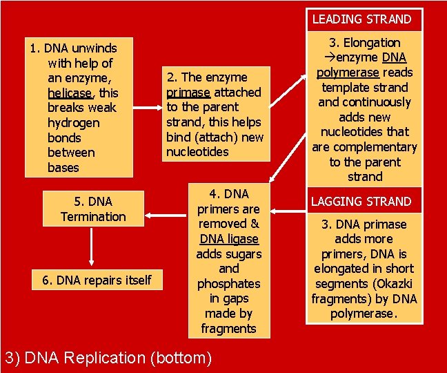 LEADING STRAND 1. DNA unwinds with help of an enzyme, helicase, this breaks weak