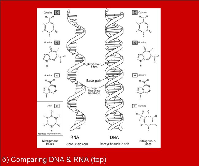 5) Comparing DNA & RNA (top) 