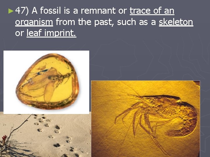 ► 47) A fossil is a remnant or trace of an organism from the