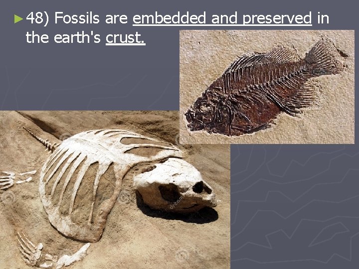 ► 48) Fossils are embedded and preserved in the earth's crust. 