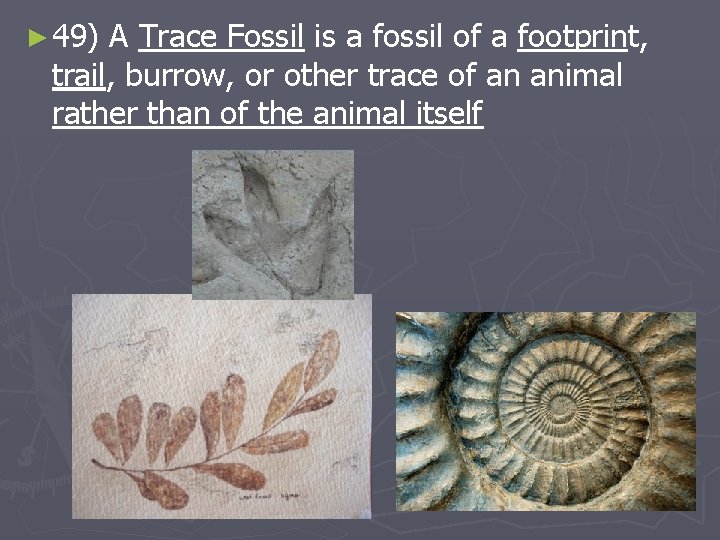 ► 49) A Trace Fossil is a fossil of a footprint, trail, burrow, or
