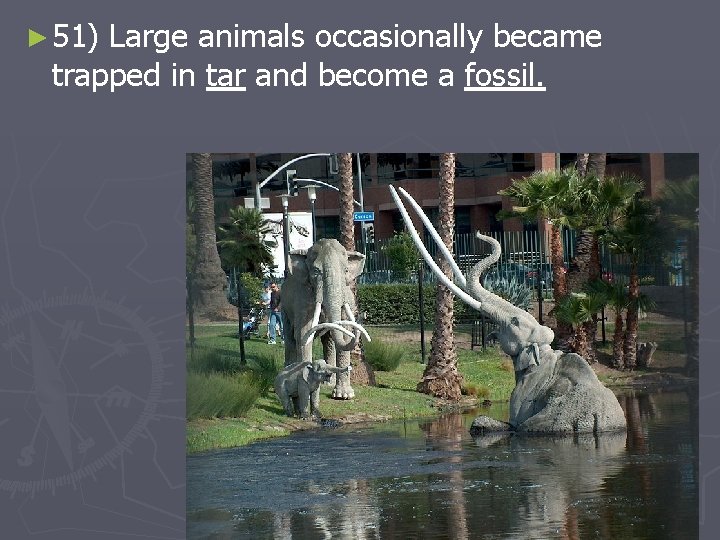 ► 51) Large animals occasionally became trapped in tar and become a fossil. 