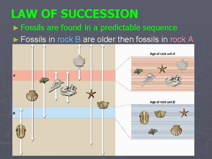 LAW OF SUCCESSION ► Fossils are found in a predictable sequence ► Fossils in
