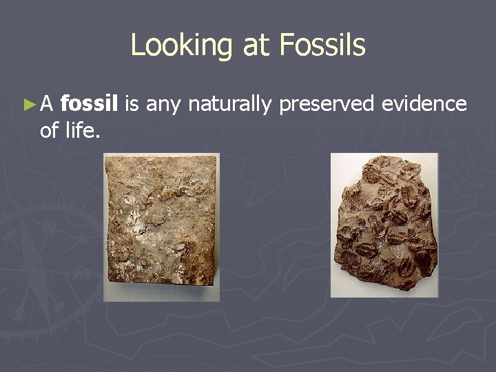 Looking at Fossils ►A fossil is any naturally preserved evidence of life. 