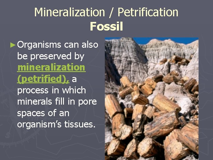 Mineralization / Petrification Fossil ► Organisms can also be preserved by mineralization (petrified), a