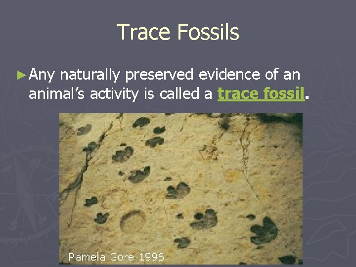 Trace Fossils ► Any naturally preserved evidence of an animal’s activity is called a