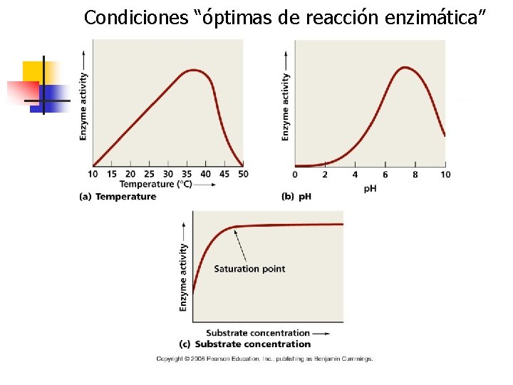 Condiciones “óptimas de reacción enzimática” 