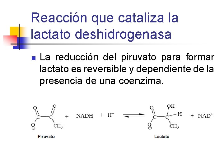 Reacción que cataliza la lactato deshidrogenasa n La reducción del piruvato para formar lactato