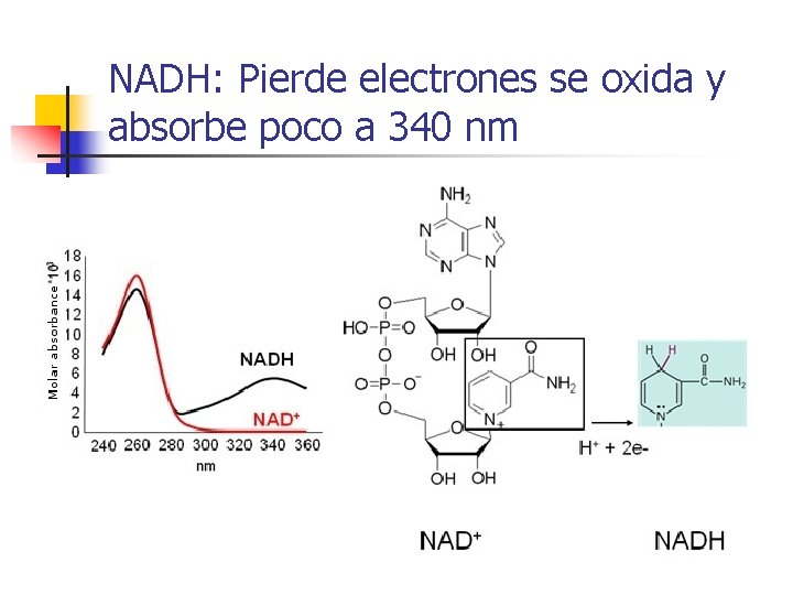 NADH: Pierde electrones se oxida y absorbe poco a 340 nm 