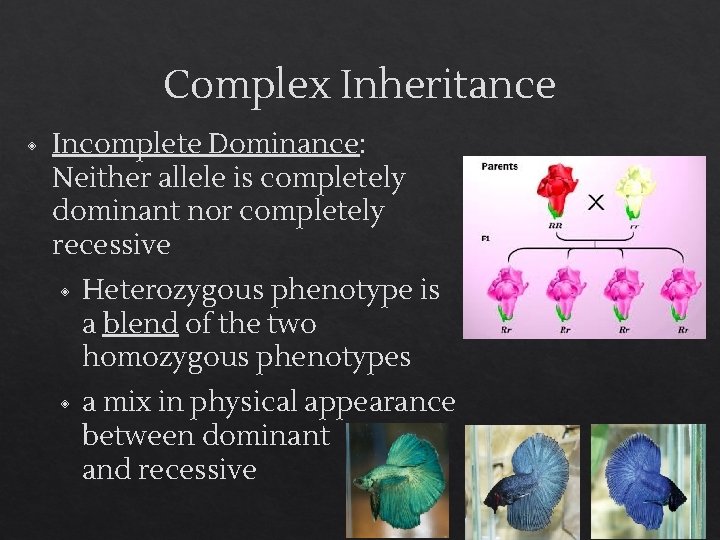 Complex Inheritance ◈ Incomplete Dominance: Neither allele is completely dominant nor completely recessive ◈