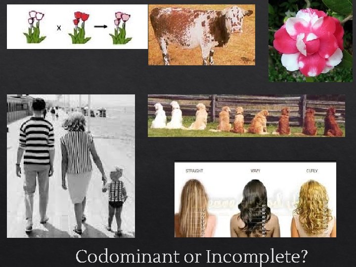 Codominant or Incomplete? 