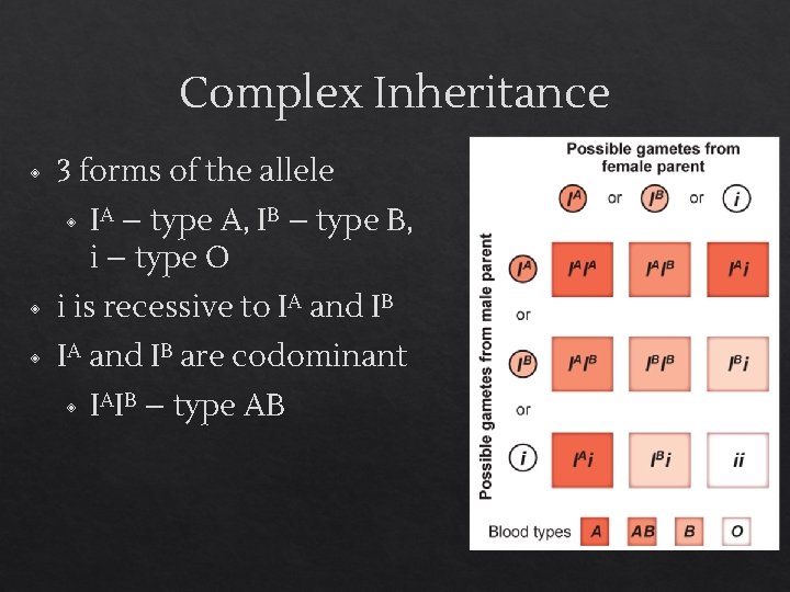 Complex Inheritance ◈ 3 forms of the allele ◈ IA – type A, IB
