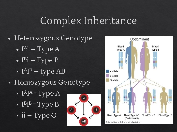 Complex Inheritance ◈ ◈ Heterozygous Genotype ◈ IAi – Type A ◈ IBi –