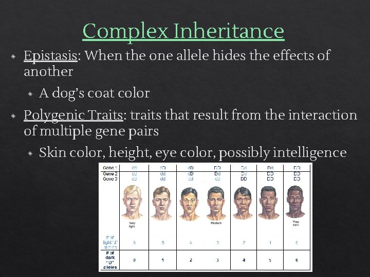 Complex Inheritance ◈ Epistasis: When the one allele hides the effects of another ◈