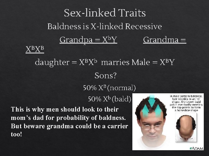 Sex-linked Traits Baldness is X-linked Recessive XBXB Grandpa = Xb. Y Grandma = daughter
