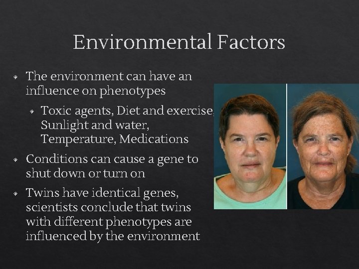 Environmental Factors ◈ The environment can have an influence on phenotypes ◈ Toxic agents,