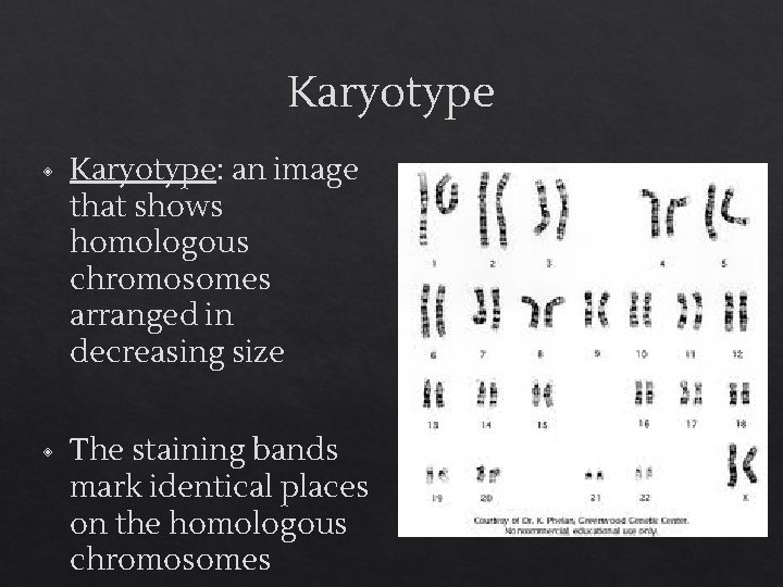 Karyotype ◈ Karyotype: an image that shows homologous chromosomes arranged in decreasing size ◈