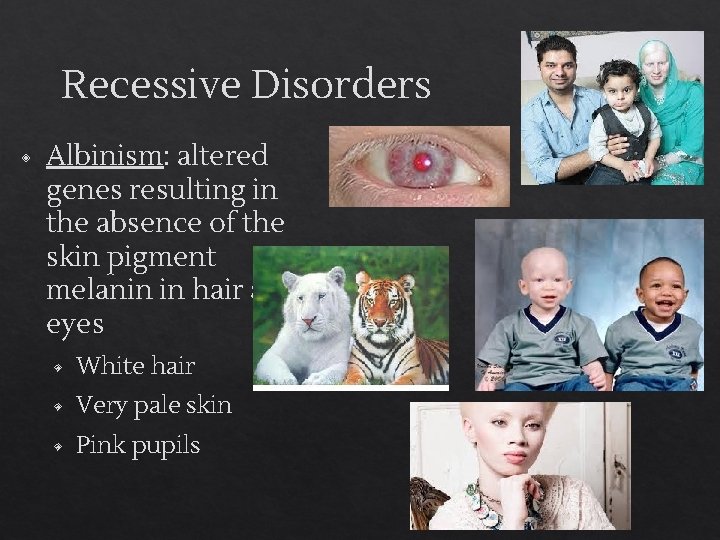Recessive Disorders ◈ Albinism: altered genes resulting in the absence of the skin pigment