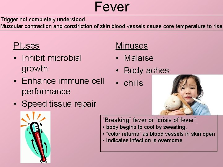 Fever Trigger not completely understood Muscular contraction and constriction of skin blood vessels cause