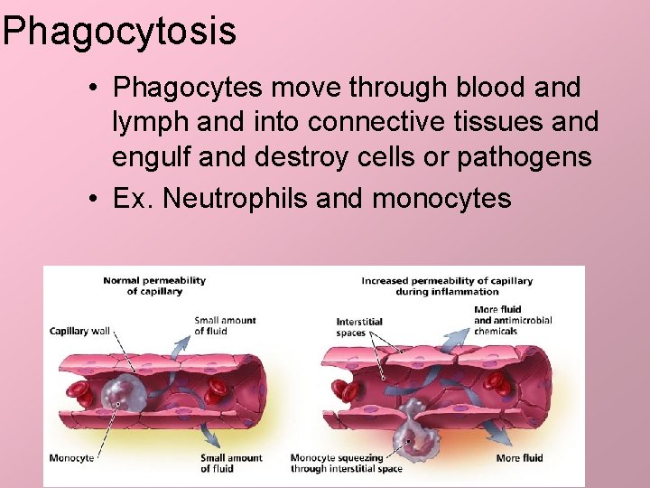 Phagocytosis • Phagocytes move through blood and lymph and into connective tissues and engulf