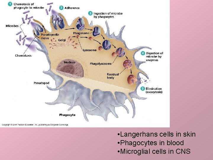  • Langerhans cells in skin • Phagocytes in blood • Microglial cells in