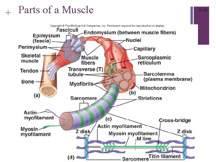 + Parts of a Muscle 9 -10 