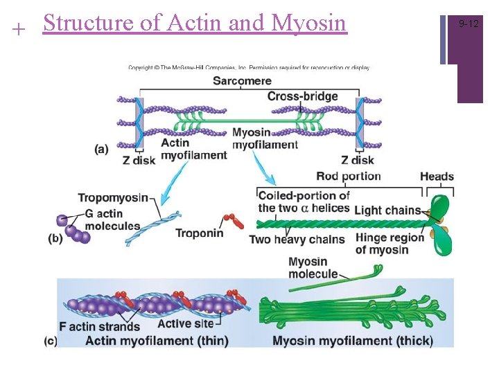 + Structure of Actin and Myosin 9 -12 