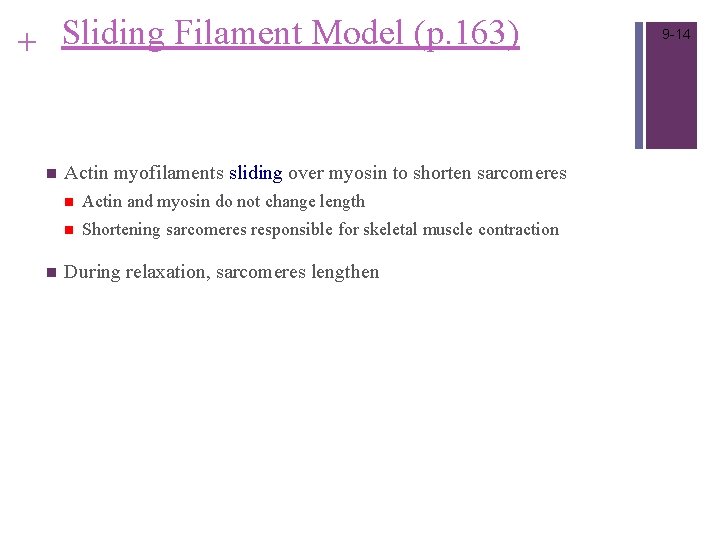 + Sliding Filament Model (p. 163) n n Actin myofilaments sliding over myosin to