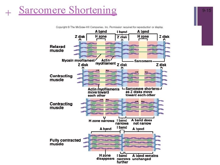 + Sarcomere Shortening 9 -15 