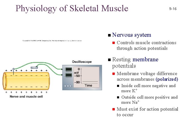 Physiology of Skeletal Muscle n Nervous n 9 -16 system Controls muscle contractions through