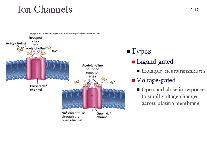 Ion Channels 9 -17 n Types n Ligand-gated n Example: neurotransmitters n Voltage-gated n