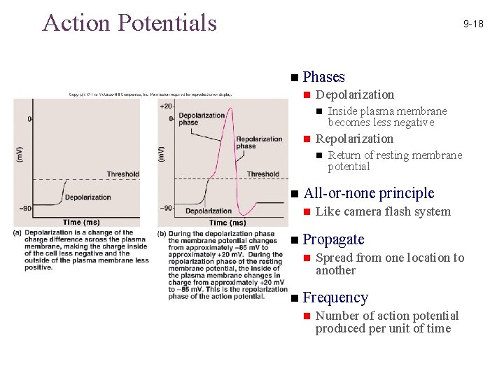 Action Potentials 9 -18 n Phases n Depolarization n n Repolarization n n Like