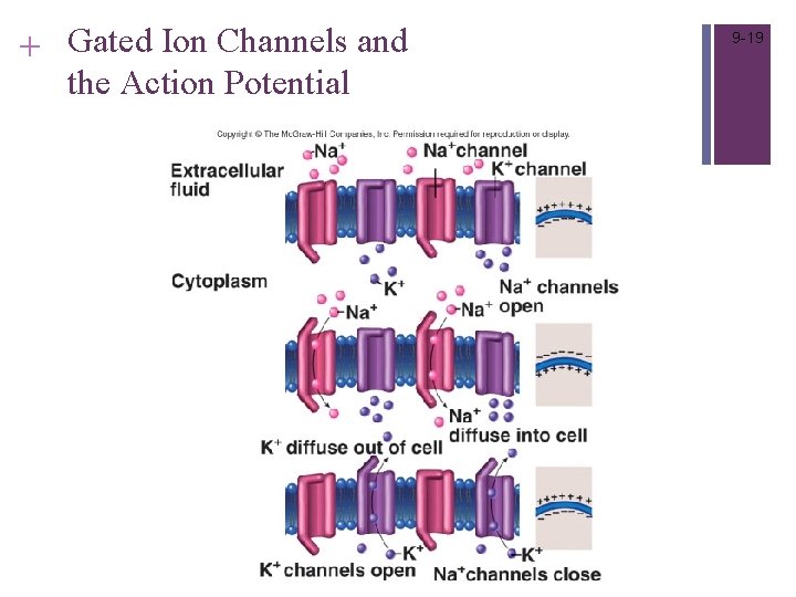 + Gated Ion Channels and the Action Potential 9 -19 