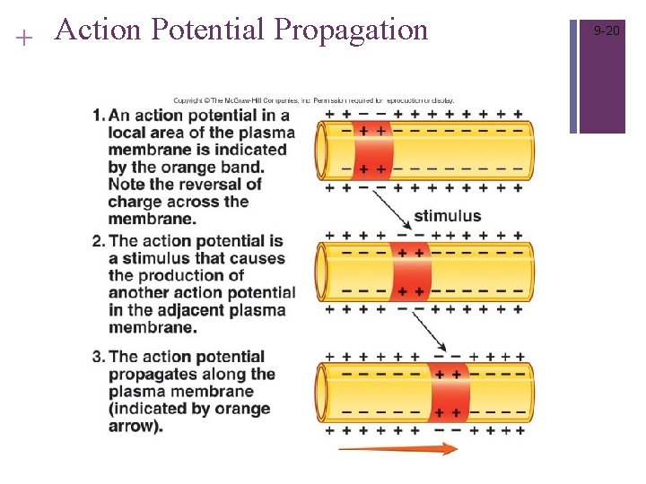 + Action Potential Propagation 9 -20 