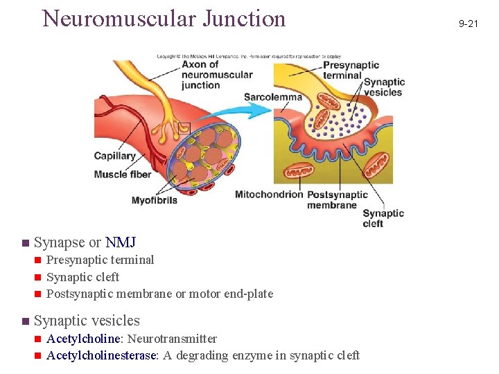 Neuromuscular Junction n Synapse or NMJ n n Presynaptic terminal Synaptic cleft Postsynaptic membrane