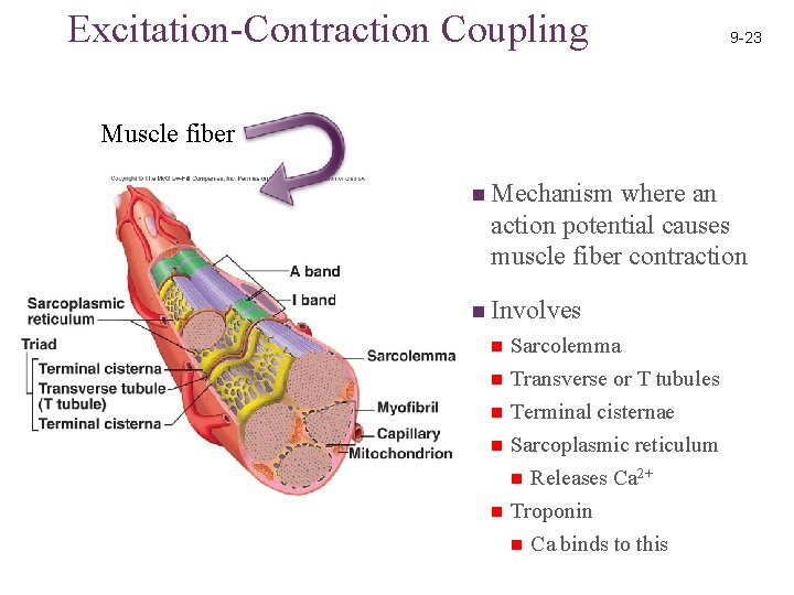 Excitation-Contraction Coupling 9 -23 Muscle fiber n Mechanism where an action potential causes muscle