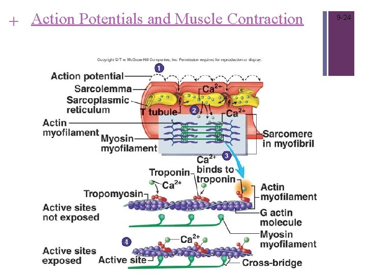 + Action Potentials and Muscle Contraction 9 -24 