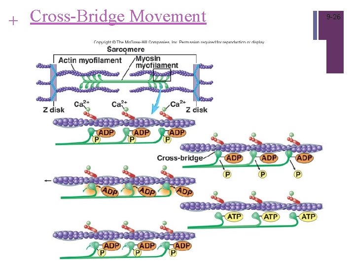 + Cross-Bridge Movement 9 -26 