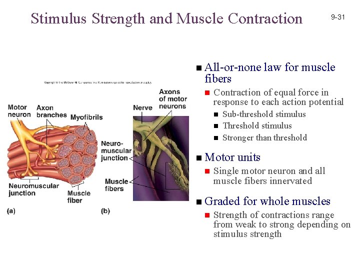 Stimulus Strength and Muscle Contraction n All-or-none fibers n n n Sub-threshold stimulus Threshold