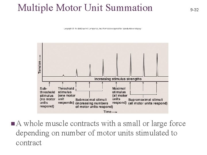 Multiple Motor Unit Summation n. A whole muscle contracts with a small or large