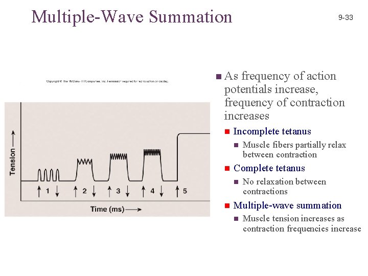 Multiple-Wave Summation 9 -33 n As frequency of action potentials increase, frequency of contraction